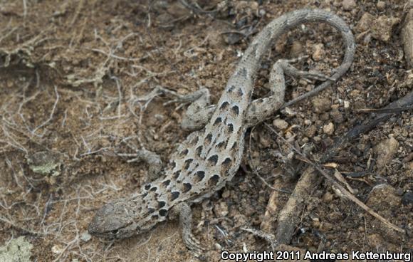 Western Side-blotched Lizard (Uta stansburiana elegans)