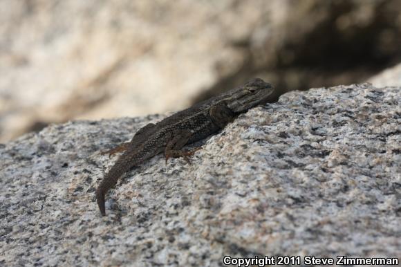 Plateau Fence Lizard (Sceloporus tristichus)