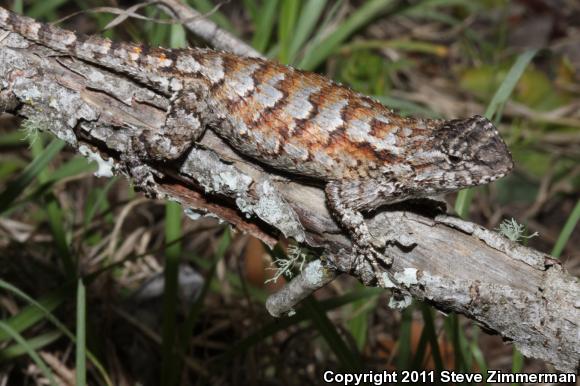 Eastern Fence Lizard (Sceloporus undulatus)