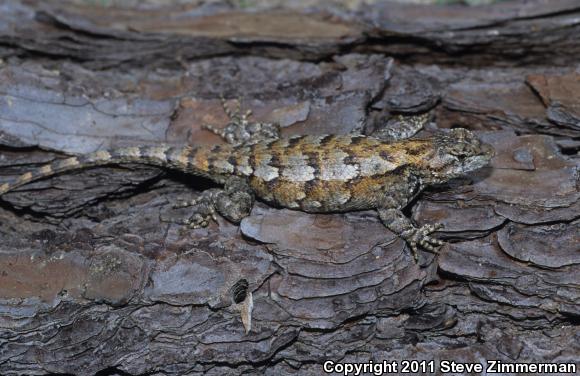 Eastern Fence Lizard (Sceloporus undulatus)