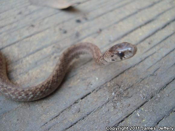 Dekay's Brownsnake (Storeria dekayi)