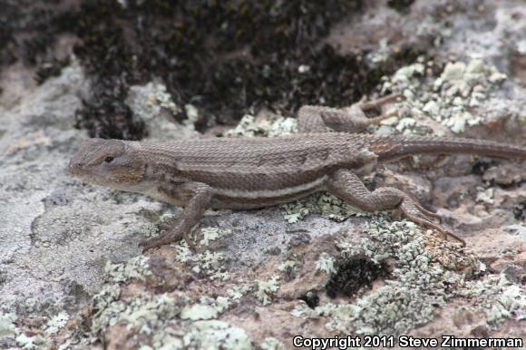 Striped Plateau Lizard (Sceloporus virgatus)