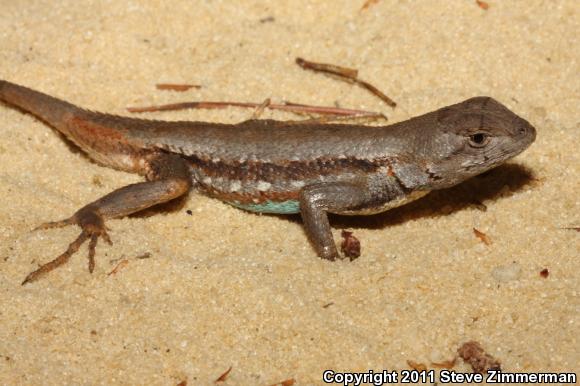 Florida Scrub Lizard (Sceloporus woodi)