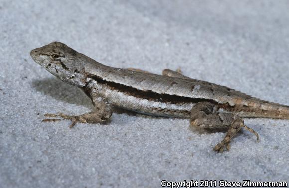 Florida Scrub Lizard (Sceloporus woodi)