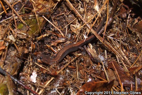 Eastern Red-backed Salamander (Plethodon cinereus)