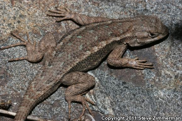 Western Fence Lizard (Sceloporus occidentalis)