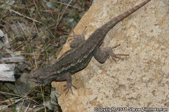 Western Fence Lizard (Sceloporus occidentalis)