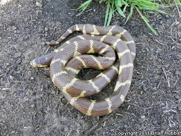 California Kingsnake (Lampropeltis getula californiae)