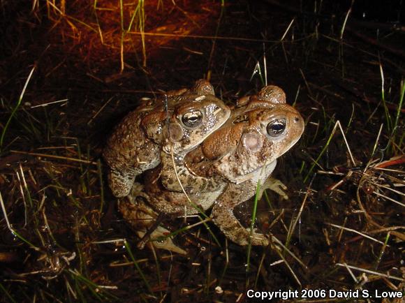 Dwarf American Toad (Anaxyrus americanus charlesmithi)