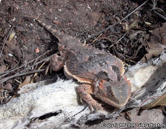 Greater Short-horned Lizard (Phrynosoma hernandesi)