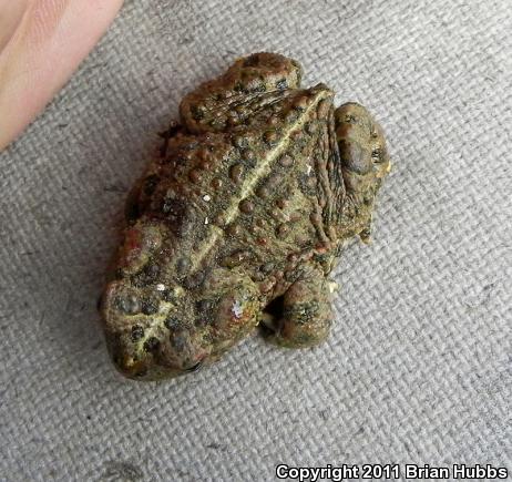 Southern California Toad (Anaxyrus boreas halophilus)