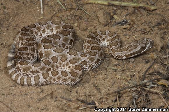 Desert Massasauga (Sistrurus catenatus edwardsii)