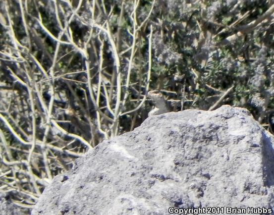 Northern Desert Iguana (Dipsosaurus dorsalis dorsalis)