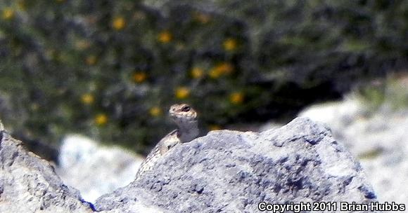 Northern Desert Iguana (Dipsosaurus dorsalis dorsalis)