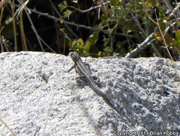 Common Side-blotched Lizard (Uta stansburiana)