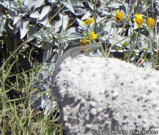 Common Side-blotched Lizard (Uta stansburiana)