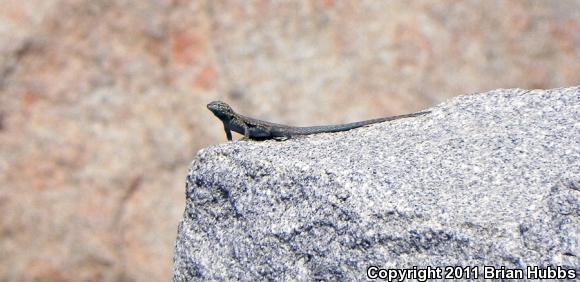 Common Side-blotched Lizard (Uta stansburiana)