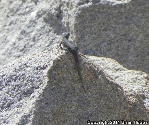 Common Side-blotched Lizard (Uta stansburiana)