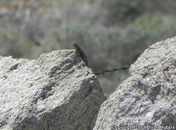 Common Side-blotched Lizard (Uta stansburiana)