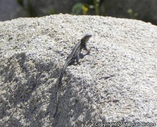 Common Side-blotched Lizard (Uta stansburiana)