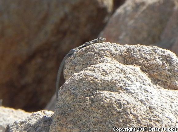 Common Side-blotched Lizard (Uta stansburiana)