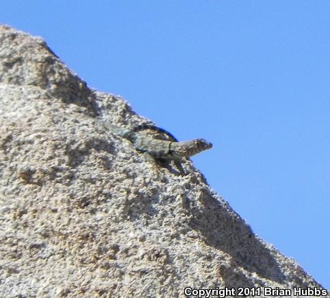 Banded Rock Lizard (Petrosaurus mearnsi)