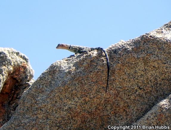 Banded Rock Lizard (Petrosaurus mearnsi)