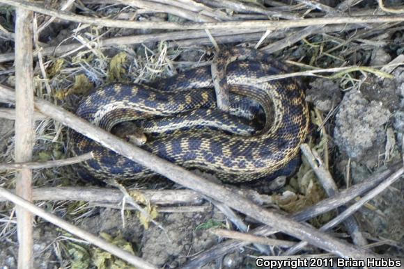 San Diego Gopher Snake (Pituophis catenifer annectens)