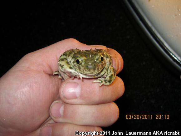 Western Spadefoot (Spea hammondii)