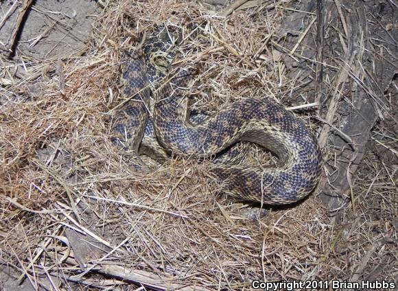 San Diego Gopher Snake (Pituophis catenifer annectens)