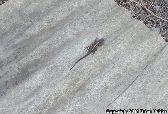 Great Basin Fence Lizard (Sceloporus occidentalis longipes)