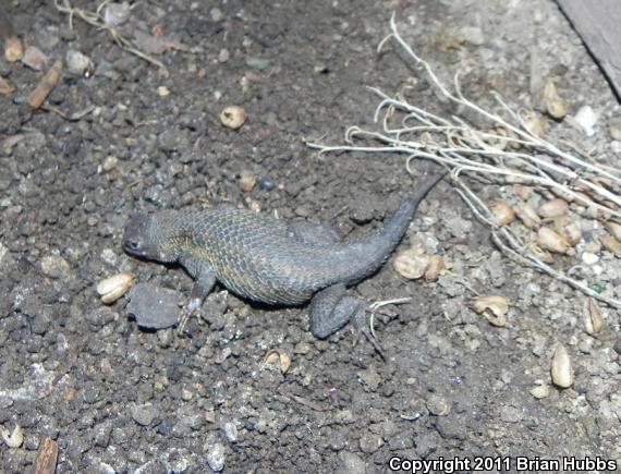 Great Basin Fence Lizard (Sceloporus occidentalis longipes)