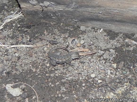 Great Basin Fence Lizard (Sceloporus occidentalis longipes)