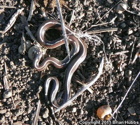 California Kingsnake (Lampropeltis getula californiae)