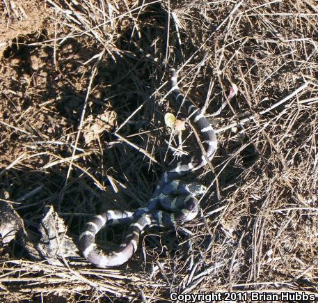 California Kingsnake (Lampropeltis getula californiae)