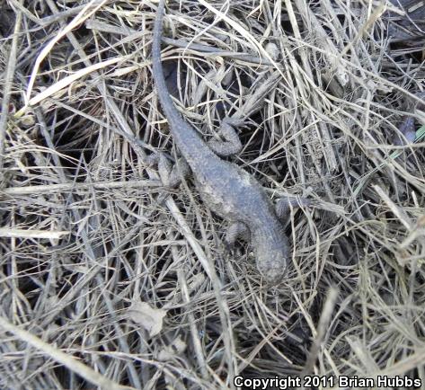 Great Basin Fence Lizard (Sceloporus occidentalis longipes)