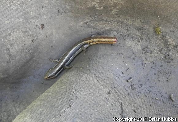 Coronado Island Skink (Plestiodon skiltonianus interparietalis)