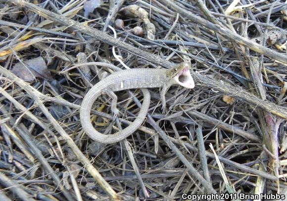 San Diego Alligator Lizard (Elgaria multicarinata webbii)