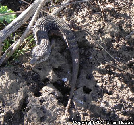 San Diego Alligator Lizard (Elgaria multicarinata webbii)