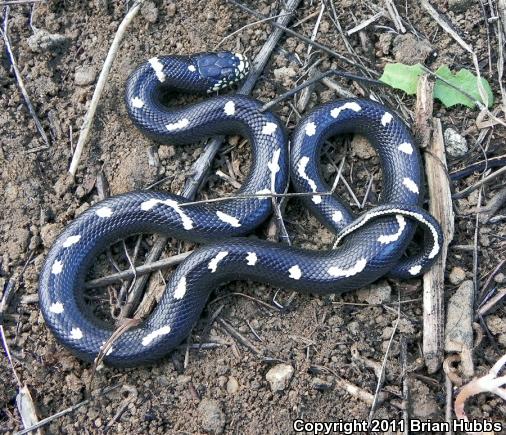 California Kingsnake (Lampropeltis getula californiae)