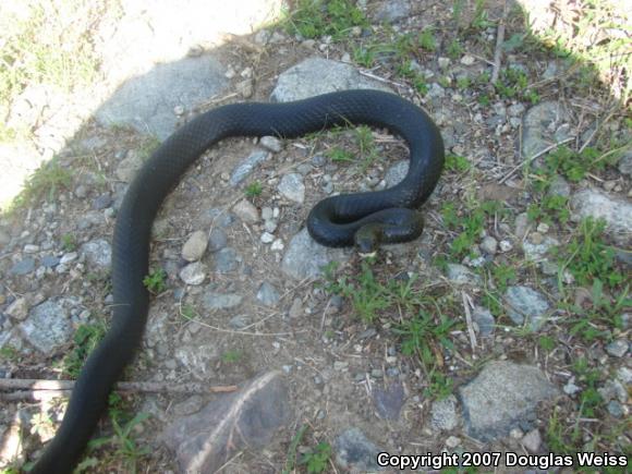 Northern  Black Racer (Coluber constrictor constrictor)