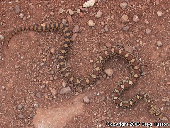 Sonoran Gopher Snake (Pituophis catenifer affinis)