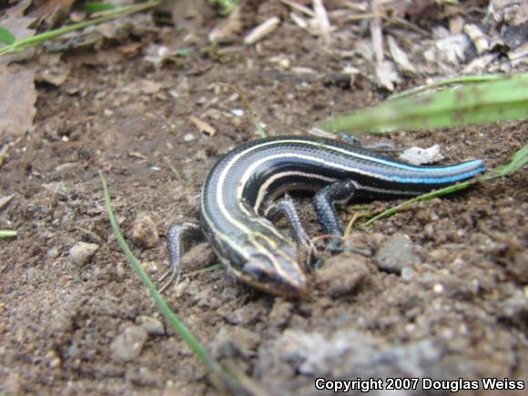 Five-lined Skink (Plestiodon fasciatus)