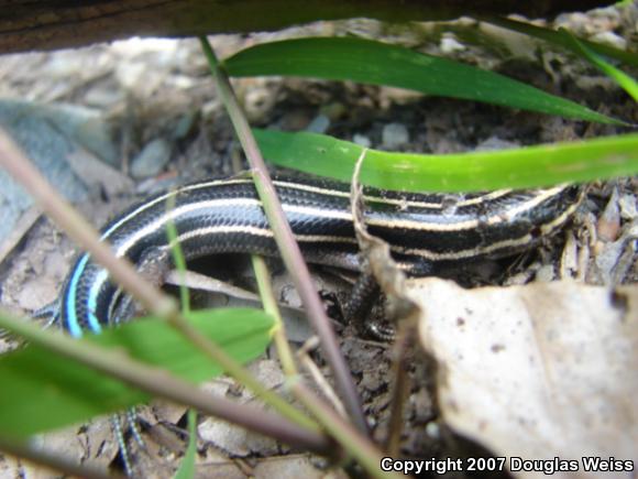 Five-lined Skink (Plestiodon fasciatus)