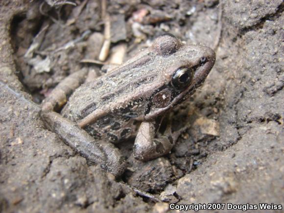 Pickerel Frog (Lithobates palustris)