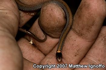 Red-bellied Snake (Storeria occipitomaculata)