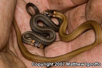 Red-bellied Snake (Storeria occipitomaculata)