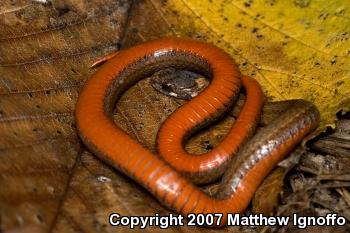 Red-bellied Snake (Storeria occipitomaculata)