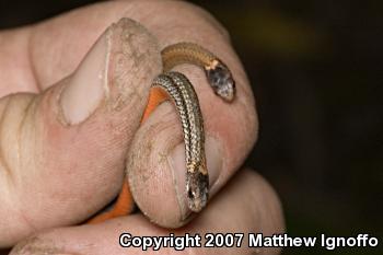 Red-bellied Snake (Storeria occipitomaculata)