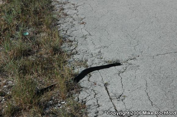 Eastern Indigo Snake (Drymarchon couperi)